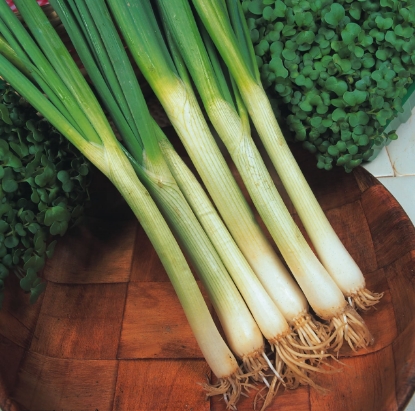 Picture of Spring Onion White Lisbon